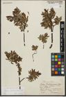 Foto von Salix waldsteiniana Willd.